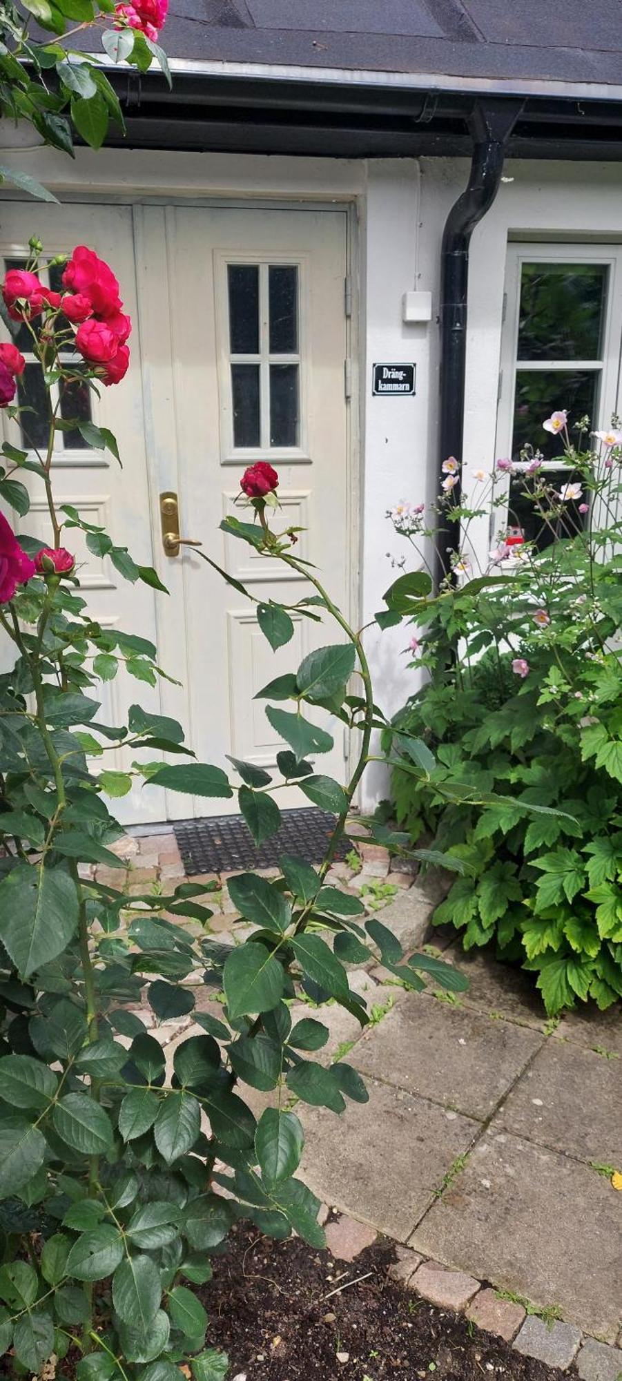Bjerred B&B Bjärred エクステリア 写真