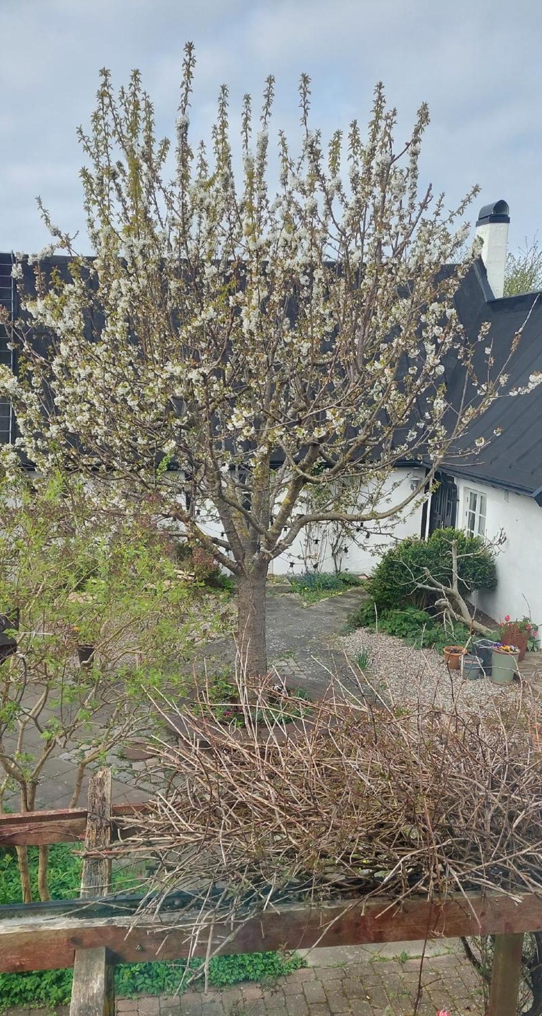 Bjerred B&B Bjärred エクステリア 写真